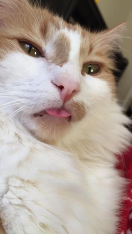 Blep Boy.jpg